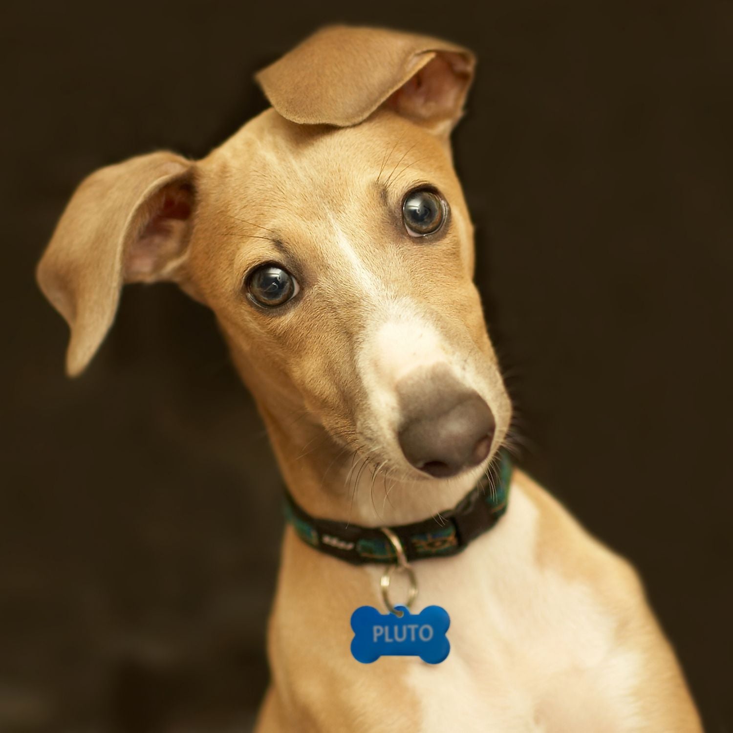 Targhetta personalizzata - incisione laser - ciondolo personalizzato - portachiavi personalizzato - Medagliette per Cani e Gatti Personalizzate - Pendente con Testo, ideale come regalo Made in Italy